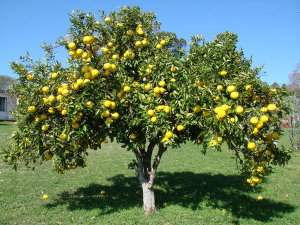 Pomelo Star Rubi Injertado