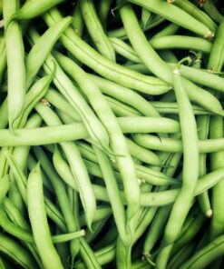 Semillas de Poroto Verde Magnum Terranova Seeds 1 kilo