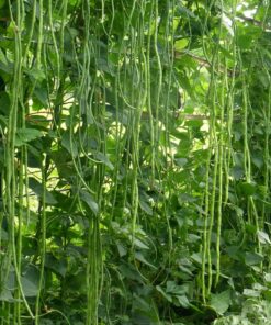 Semillas de Poroto Verde Yarda (90 cm) orgánica (15 unidades)