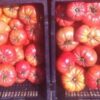 Semillas orgánicas de tomates herencia Mix 20 semillas