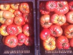 Semillas orgánicas de tomates herencia Mix 20 semillas
