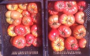 Semillas orgánicas de tomates herencia Mix 20 semillas