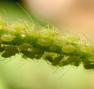 Jabón Potásico -orgánico- para pulgones y otros 250 cc