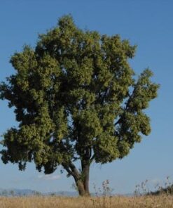 Árbol Quillay en bolsa