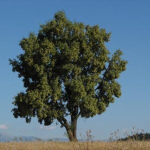 Árbol Quillay en bolsa