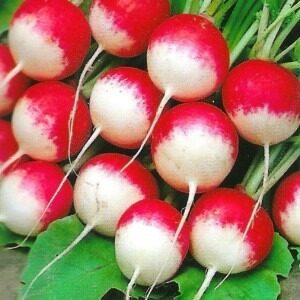 Semillas de Rabanito Punta Blanca (3 gr.)