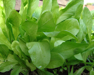 Semillas de Radicheta (3 gr.)