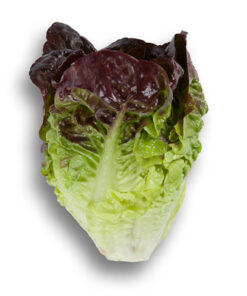 Semilla orgánica lechuga Gavilán 3 gr.