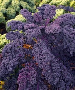 Semillas de Kale Redbor F1