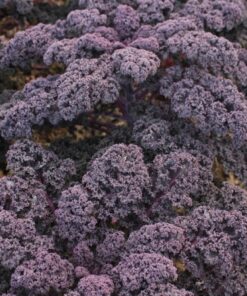 Semillas de Kale Redbor F1