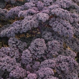 Semillas de Kale Redbor F1