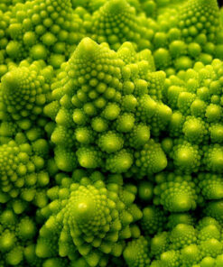 Semillas de Brócoli Romanesco