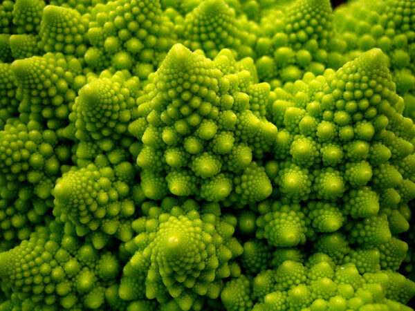 Semillas de Brócoli Romanesco