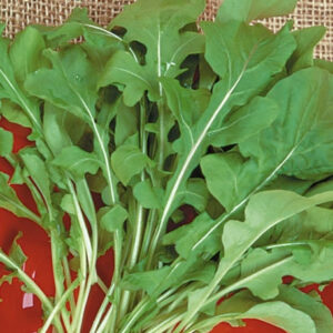 Semillas de Rúcula Cultivada 9 gr