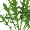 Planta de Rúcula hoja fina (Romana)