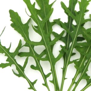 Planta de Rúcula hoja fina (Romana)