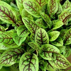 Semillas de Rumex Acetosa (Acedera comestible) 1 Gramo