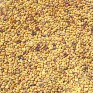 Semilla Trébol Rojo (encarnado) para brotes 1 kg