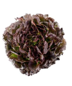 Semilla orgánica lechuga Seminole 3 gr.