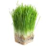 Semilla Trigo para brotes de Wheatgrass 100 gr