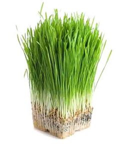 Semilla Trigo para brotes de Wheatgrass 100 gr