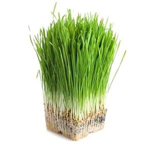 Semilla Trigo para brotes de Wheatgrass 100 gr