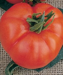 Tomate Antiguo N°6 - Herencia: Super Marmande Semilla Orgánica 10 un.