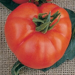 Tomate Antiguo N°6 - Herencia: Super Marmande Semilla Orgánica 10 un.