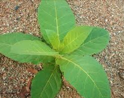 Planta de Tabaco