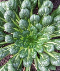Semillas de Tatsoi (3 gr.)