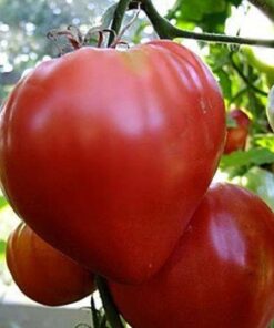 Planta de tomate herencia De la Isla