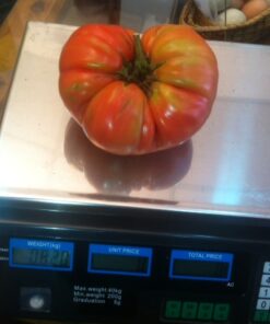 Semillas orgánicas de tomates herencia Mix 20 semillas