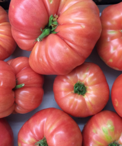 Tomate Antiguo N°1 - Herencia: Rosado Chileno Semilla Orgánica 15 un.
