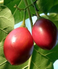 Tomate de árbol
