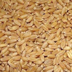 Semilla Trigo para brotes de Wheatgrass 1 kg