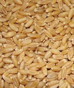 Semilla Trigo para brotes de Wheatgrass 100 gr