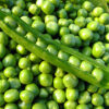 Semillas de Arveja Utrillo Mejorada Terranova Seeds 25 kilos