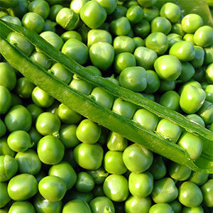 Semillas de Arveja Utrillo Mejorada Terranova Seeds 25 kilos