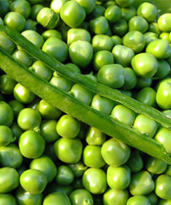 Semillas de Arveja Utrillo Mejorada Terranova Seeds 1 kilo