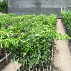 Limón fino 49 injertado