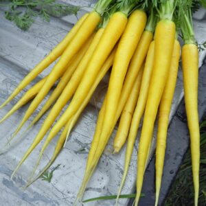 Semillas de zanahoria amarilla 1 gr.