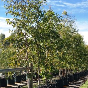 Bolsa de cultivo Grow in Bag ultra resistente 100 litros 2 asas