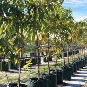 Bolsa de cultivo Grow in Bag ultra resistente 150 litros 4 asas