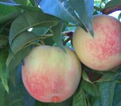 Árbol Frutal Durazno Kurakata (Blanquillo)