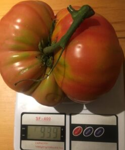 Tomate Antiguo N°45 – Herencia: Brandywine HR Semilla 15 un.