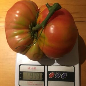 Tomate Antiguo N°45 – Herencia: Brandywine HR Semilla Orgánica 15 un.