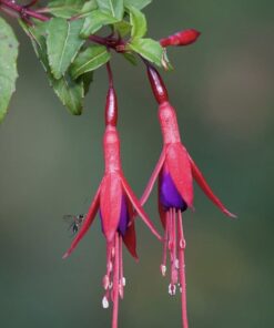 Arbusto Nativo Chilco