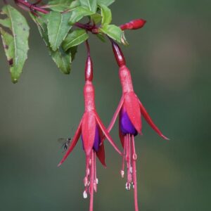 Arbusto Nativo Chilco