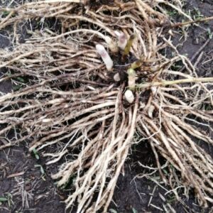 Corona de espárrago pack 12 unidades