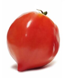 Tomate antiguo N° 43 Cuor di Bue (Corazón de Buey) Semilla 10 un.